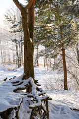 Fototapeta na wymiar snow covered pine tree in the forest