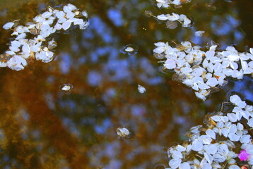 spring petals fell into a puddle