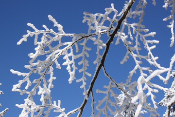 Winter Landscape Closeup Snow-Covered Tree Branch In Forest