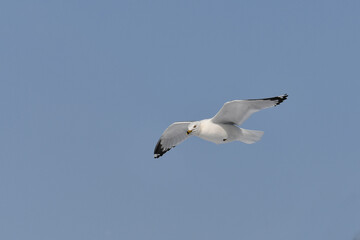 Ring-billed seagull in flight with wings spread