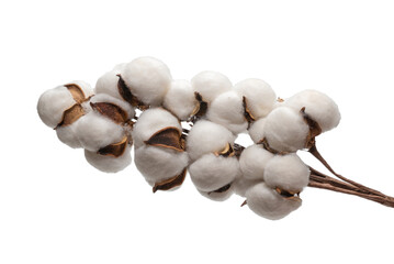 Cotton flower branch isolated on white background.