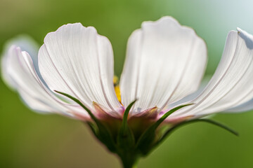 closeup of Galsang flower petal