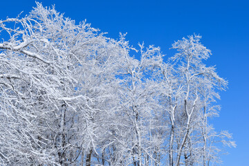 Frozen Forest Winter Wonderland Ice Blue Skies