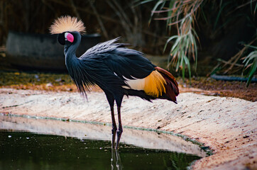 Black-crowned crane