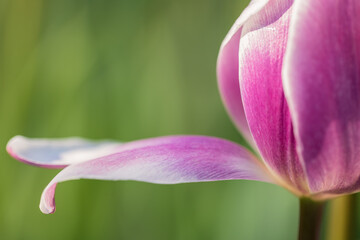 closeup of tulip petal in sunlight