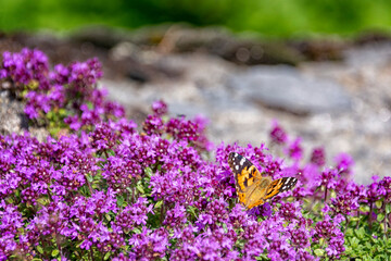 Closeup butterfly on a blooming thyme