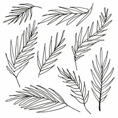 Hand drawing of palm leaves
