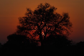 Fototapeta na wymiar A Kruger sunset