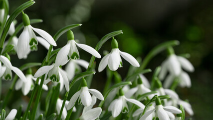 Fototapeta na wymiar White fresh snowdrops flower ( Galanthus ) on green meadow in sunny garden . Easter spring background