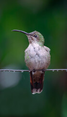 Hummingbird Posing 