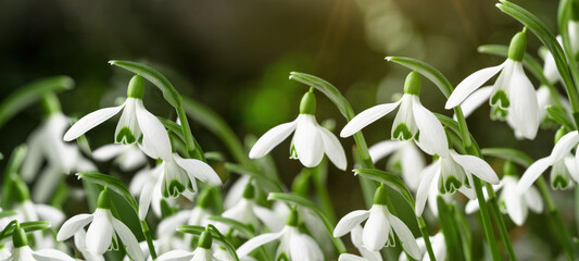 White fresh snowdrops flower ( Galanthus ) on green meadow in sunny garden . Easter spring...