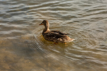a lonely beautiful migratory wild duck floating on a pond, a brown plumage and a yellow beak, traces on the water behind a duck, a duck in a natural environment, daylight