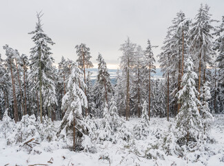 View of winter landscape with fields downhill over snowy spruce tree forest with snow covered conifers. Brdy Mountains, Hills in central Czech Republic, cloudy evening