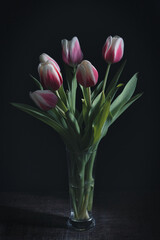 Pink and white Dutch tulips in a glass vase against a dark background. Dark moody photography style. Still life with typical spring flowers.