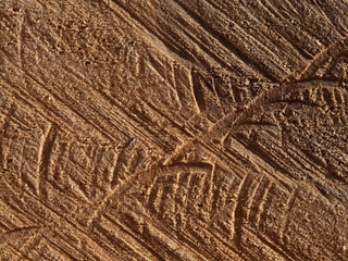 Tree rings old weathered wood texture with the cross section of a cut log.