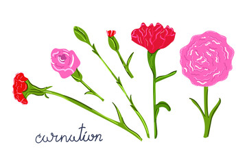 Hand drawn carnation, modern flowers. Flat illustration.