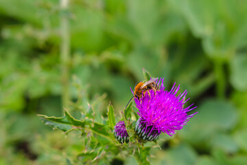 부지런한 꿀벌과 엉겅퀴 꽃