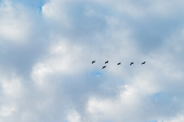 Silhouettes of flock birds cranes with with open wings on a blue sky with white clouds