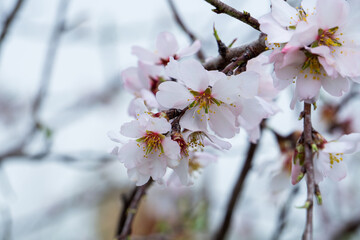 Almonds blossoms