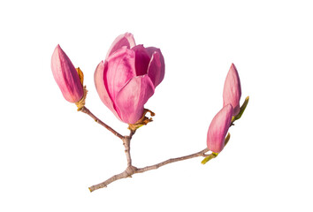 pink flower of magnolia spring branch isolated on white background