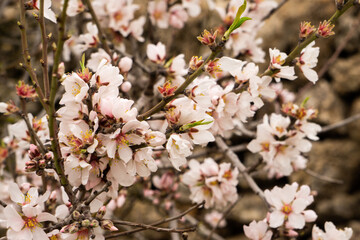 Fototapeta premium Almonds blossoms