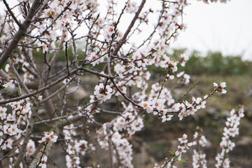 Almonds blossoms