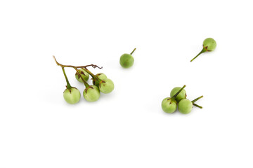 Solanum torvum ,Turkey berry on white