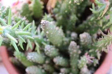 Cactus Plant Nature Detail