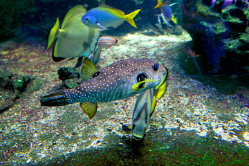fish in aquarium