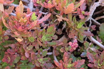 Cactus Plant Nature Detail