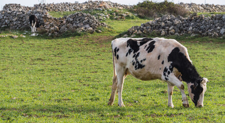 Cows in the field