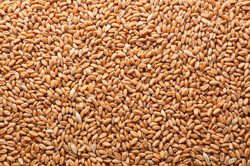 Texture of wheat grains as background