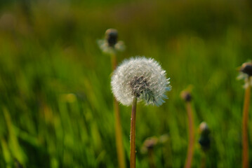 Pusteblume