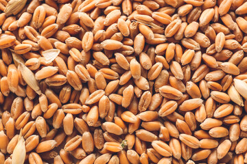 Texture of wheat grains as background