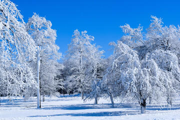 Frozen Forest Winter Wonderland Ice Blue Skies
