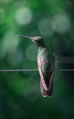 Humingbird Posing Backwards