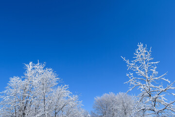 Frozen Forest Winter Wonderland Ice Blue Skies