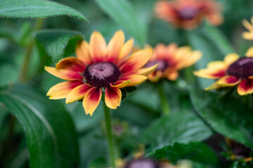 red and yellow flower