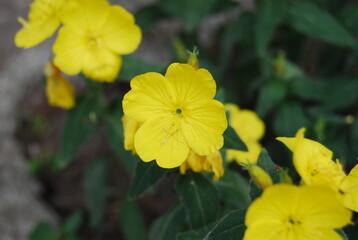 yellow flowers at daytime light