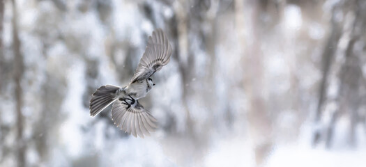 Nuthatch flies in the winter forest
