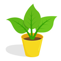 Indoor plant in a yellow pot, cartoon. Isolated color object on a white.