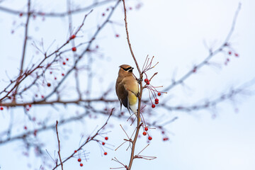 Waxwings