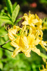 Fototapeta premium Yellow azalea flowers close up nature background