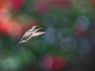 Hummingbird on Air