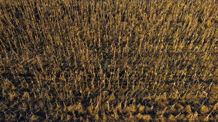 Aerial drone view of yellow field of corn. Organic Maize field at sunset Corn plants in a rows on cultivated farmland, view from above. Food production. 