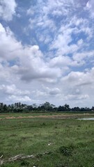 Fototapeta na wymiar view of rice fields in the village