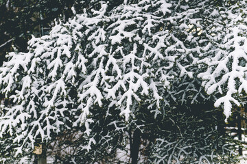 針葉樹と雪