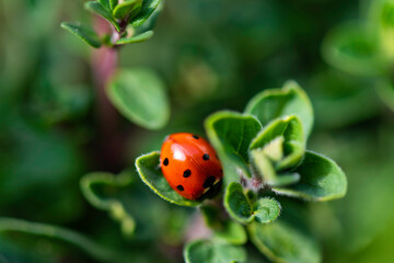 Red Ladybug on oregano leaf