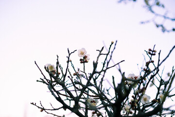 梅の花、夕景。