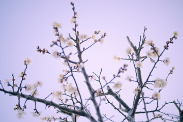 梅の花、夕景。